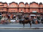 India heilige koe op de weg.jpg